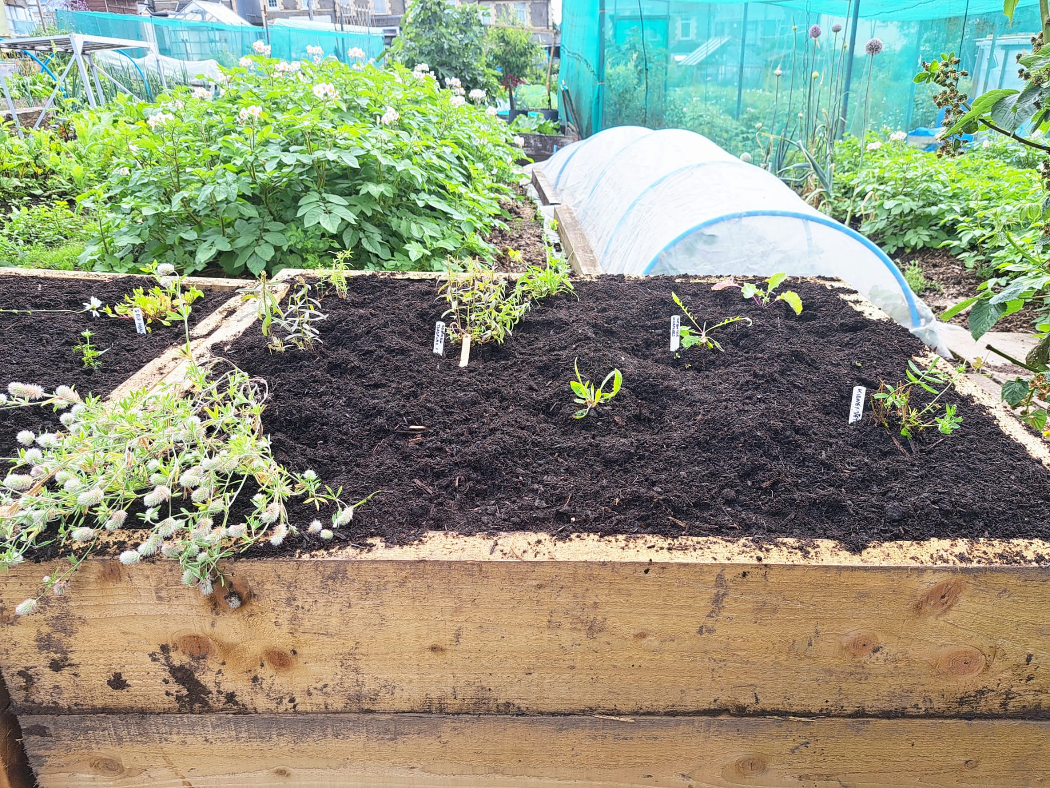 Close up of a newly-planted raised bed with young plants evenly spaced and labelled. Plants and growing tunnels in the background.