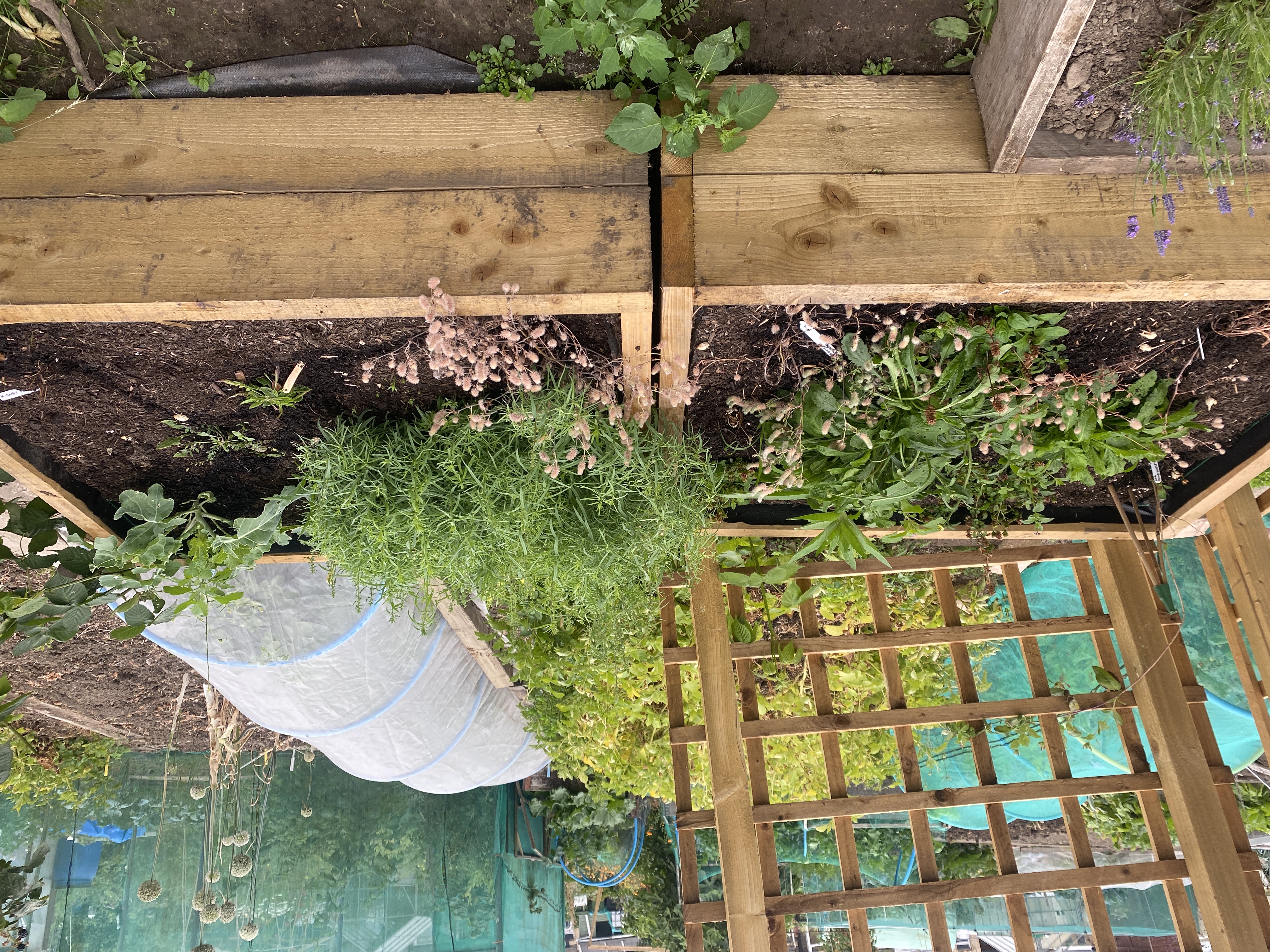 Close up of a raised bed with the young plants starting to grow tall and fill up the space. Plants and growing tunnels in the background.